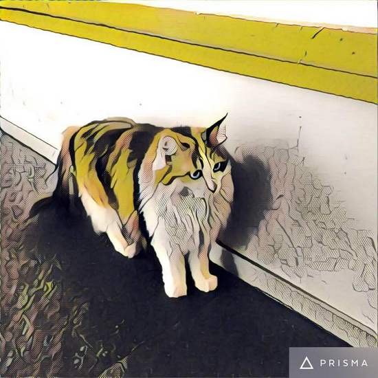 美图软件猫咪2.jpg