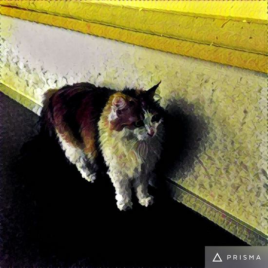 美图软件猫咪5.jpg